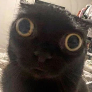 Meet your Posher, Sam truong